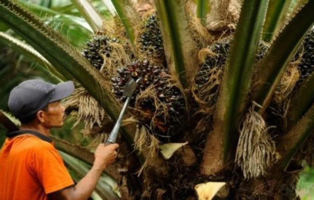 bisnis kelapa sawit rumahan