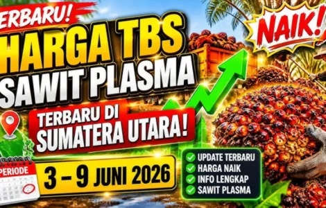 harga TBS sawit naik